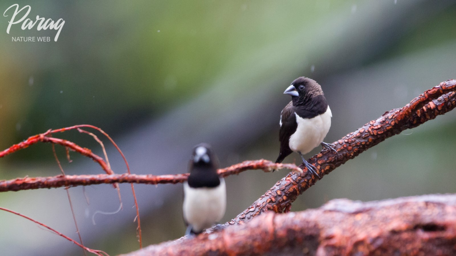 White-rumped Munia